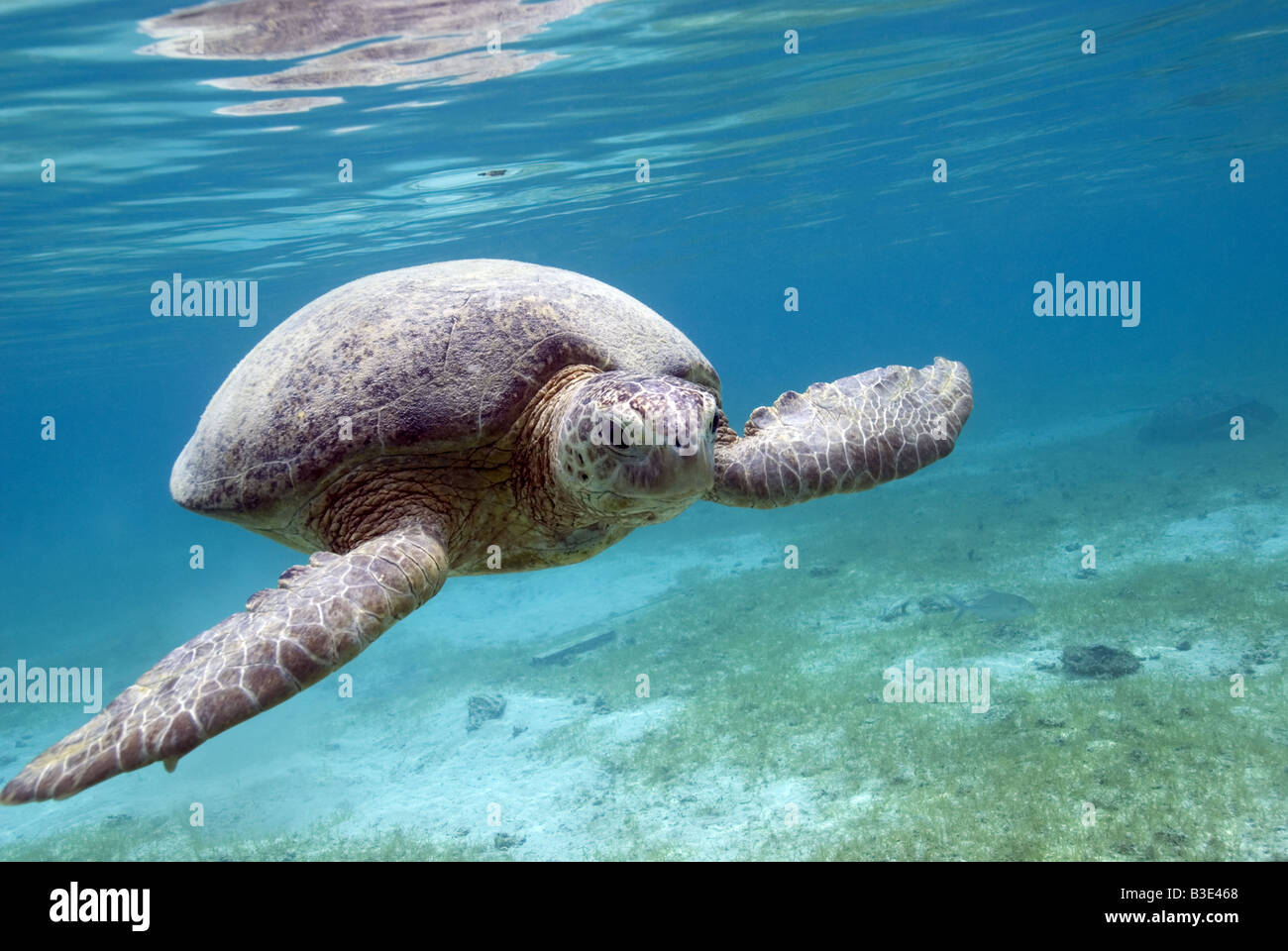 La tortuga verde nadando a lo largo de la parte inferior de zosteras bajo el agua. Foto de stock