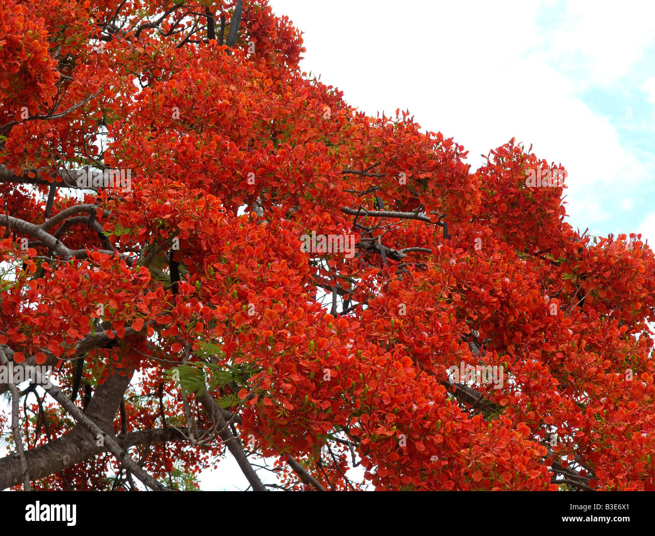 Tailandia bluehender Flammenbrotbaum, florece la llama del árbol del bosque Foto de stock