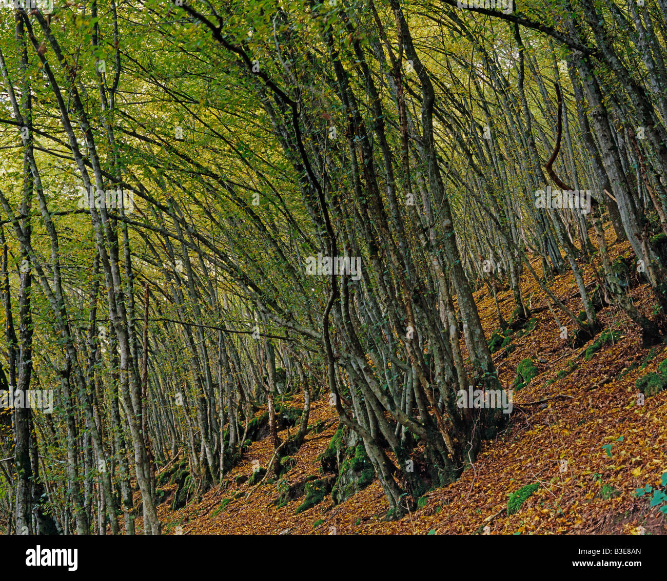 Bosque en otoño sobre la ladera herbstlicher Wald Am Hang Foto de stock