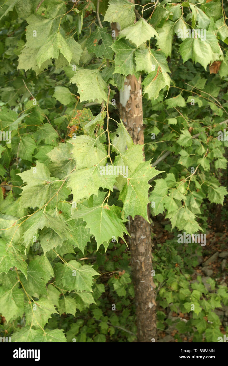 Este sicómoro Platanus occidentalis Roaring River State Park Missouri Estados Unidos 4 de septiembre de corteza Platanaceae Foto de stock