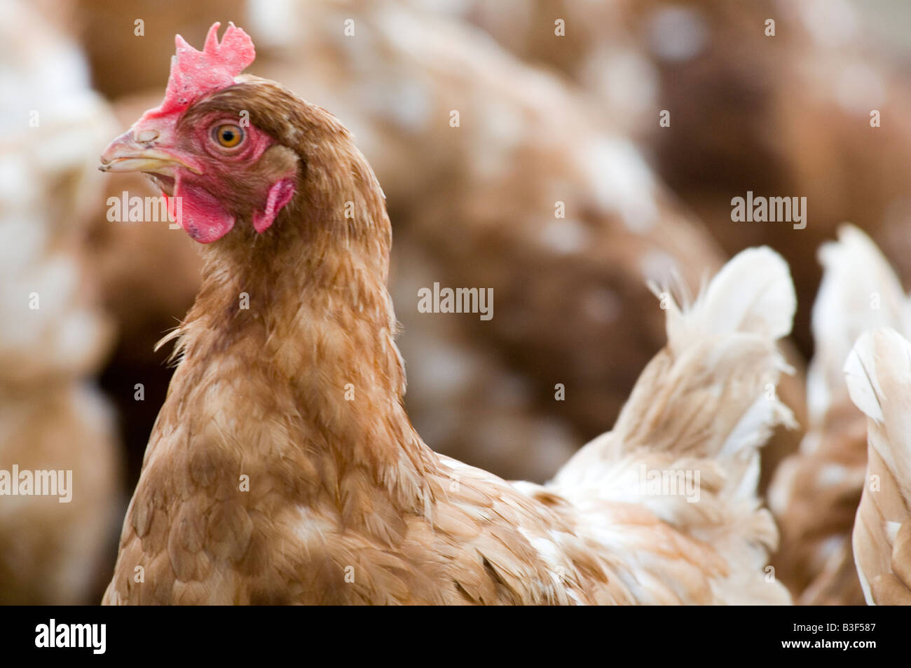 Freerange pollos pollo gallina de los huevos de gallinas libres de aves gama granjero cría aves de aves de granja de producción alimentaria derramó peck picoteando scr Foto de stock