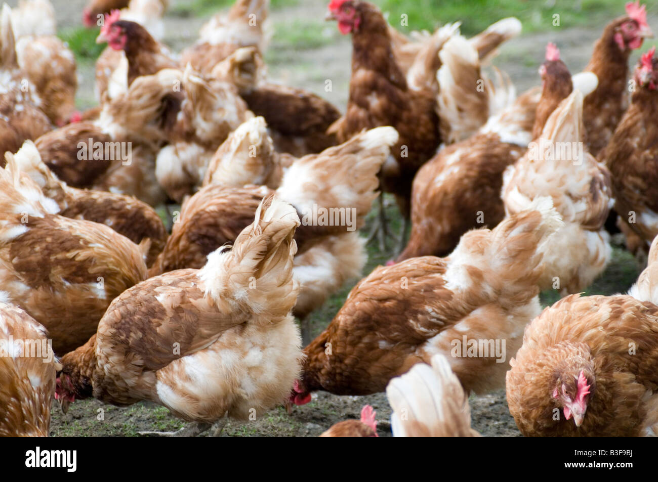 Freerange pollos pollo gallina de los huevos de gallinas libres de aves gama granjero cría aves de aves de granja de producción alimentaria derramó peck picoteando scr Foto de stock
