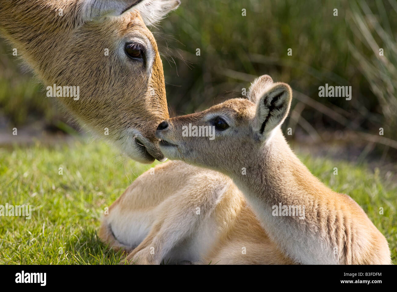 Pisos antílope lechwe de Kafue y joven madre Foto de stock