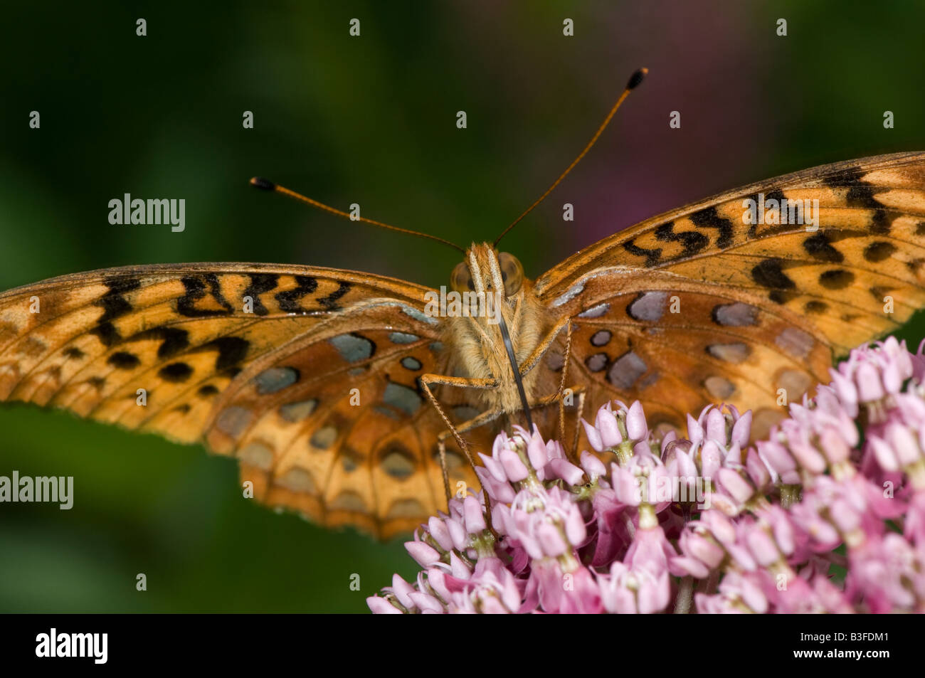 Speyeria butterfly chupar néctar de una flor asclepias Foto de stock