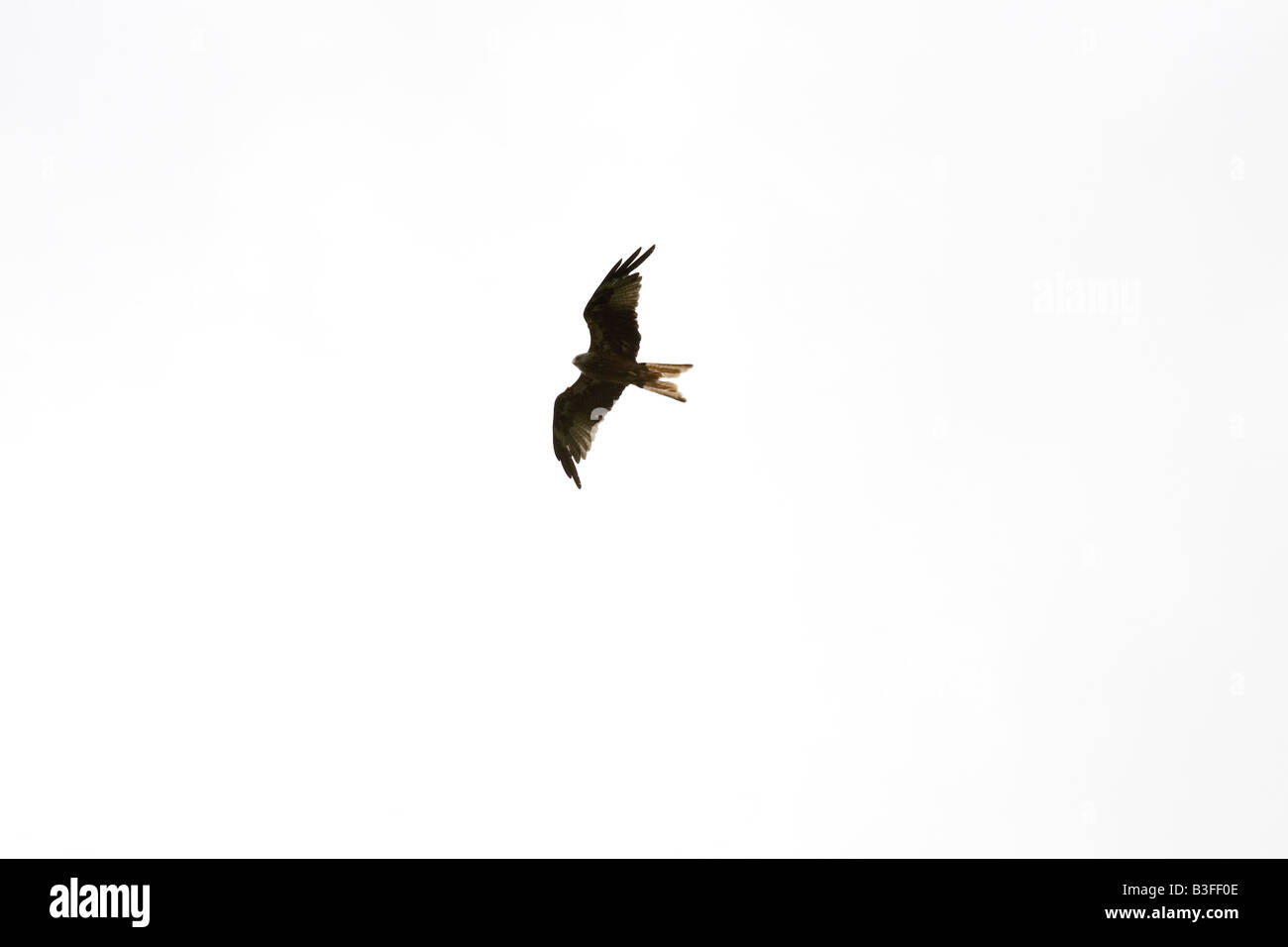 Red Kite en Harewood House Leeds West Yorkshire, Reino Unido 2008 Foto de stock