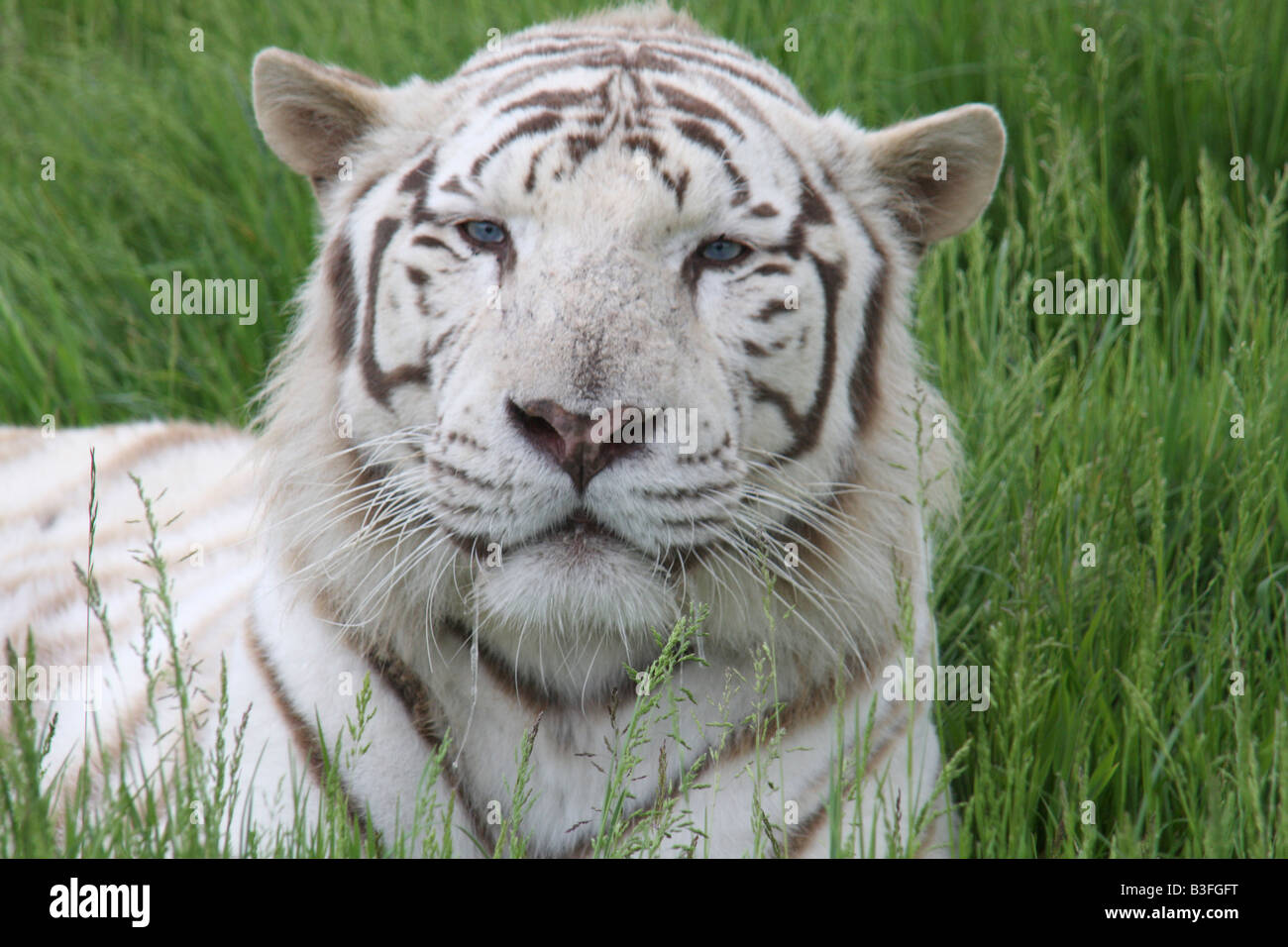 Tigre de Bengala blanco Foto de stock