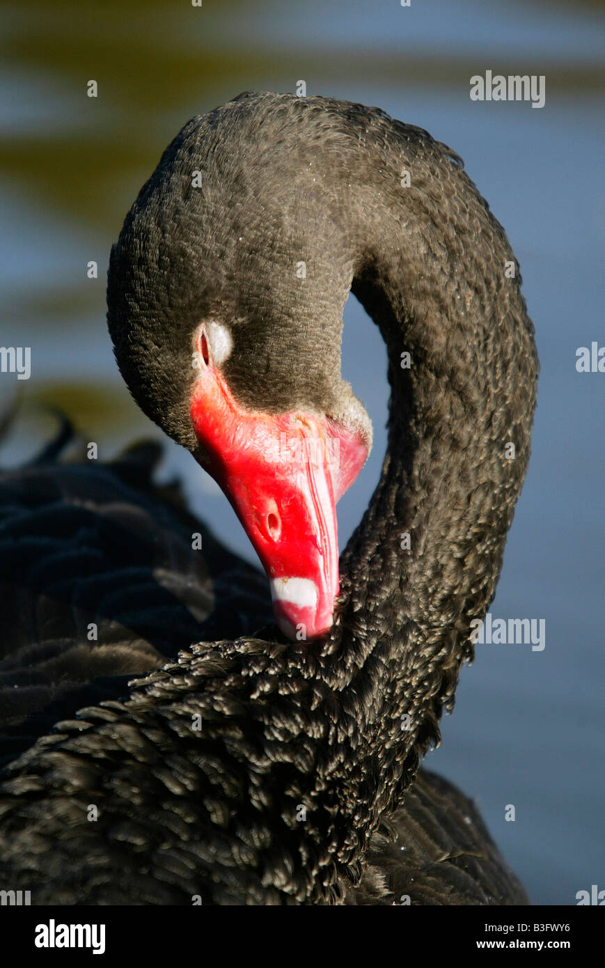 Black Swan Foto de stock
