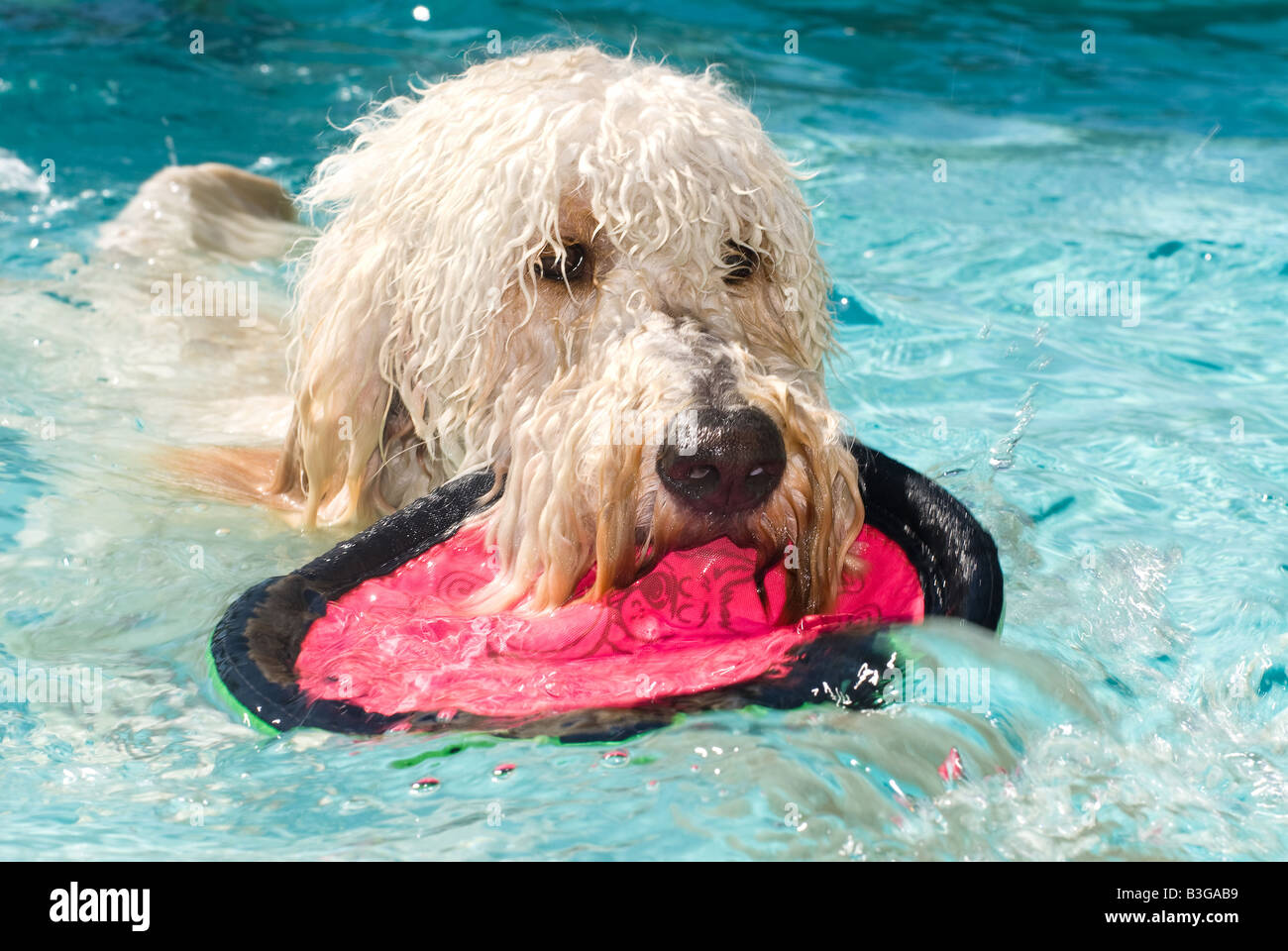 Un gran perro de lanas juega fetch en una piscina Foto de stock