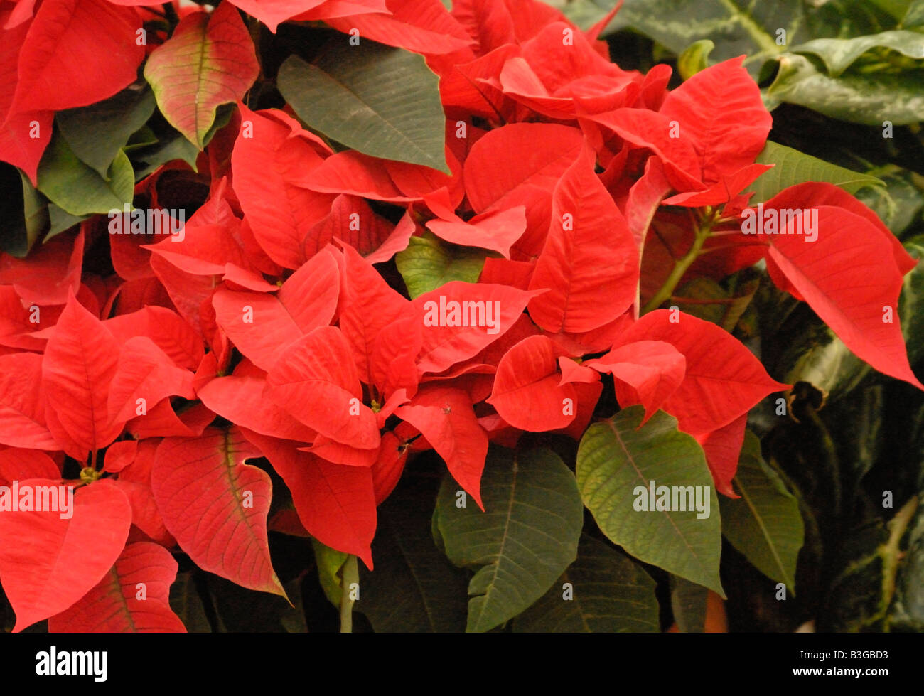 Poinsettia roja brillante premium Foto de stock