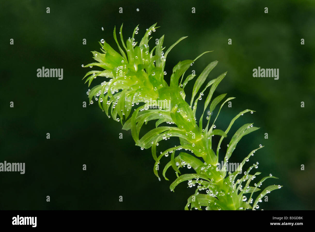 Ramita de la planta acuática Elodea, estanque weed produciendo oxígeno burbujas de la fotosíntesis Foto de stock