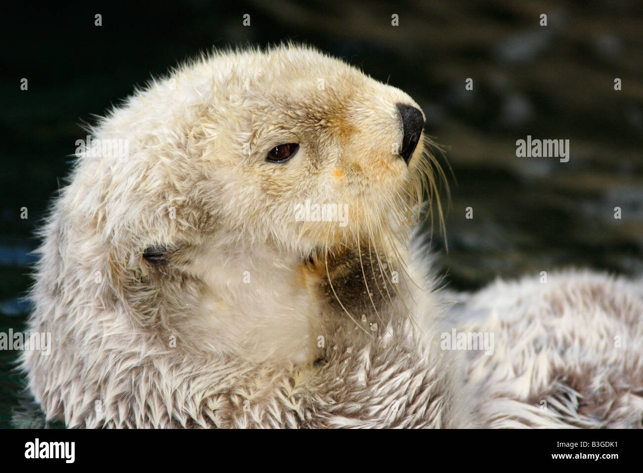 Nutria de mar grooming fur -Nota sujeto cautivo Foto de stock
