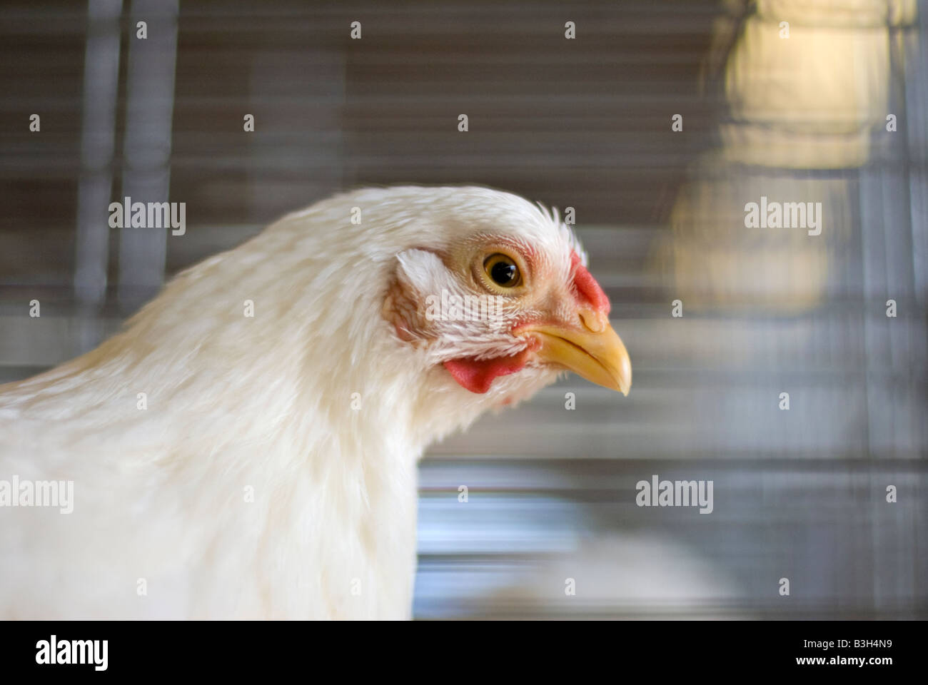 Cómo Se Dice En Inglés Gallina Antiguo juego de ingles Fotos e Imágenes de stock - Alamy