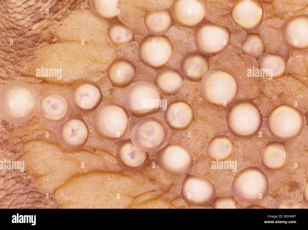 Surinam Toad femenino Pipa pipa muestra el detalle de los huevos adheridos a su espalda 6 horas después de la oviposición Foto de stock