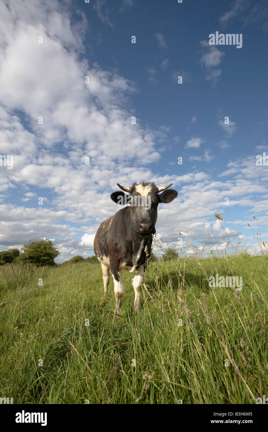 El ganado en las tierras comunes en el pantano, East Anglia Foto de stock