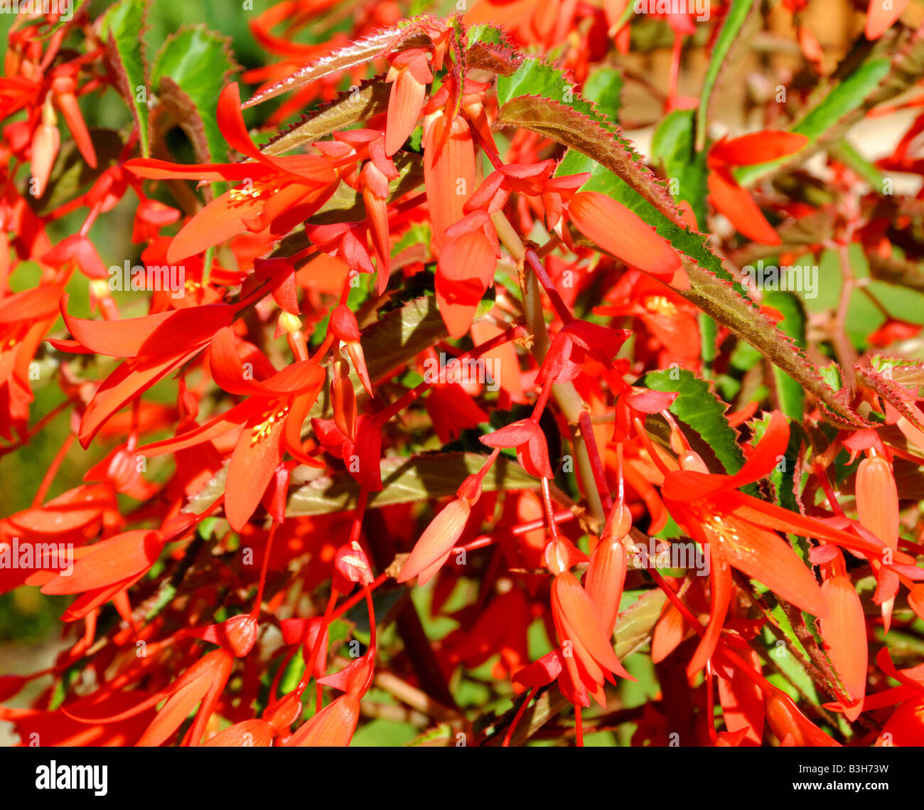 Rojo fuego begonia en una olla en un país jardín en Inglaterra durante el verano Foto de stock