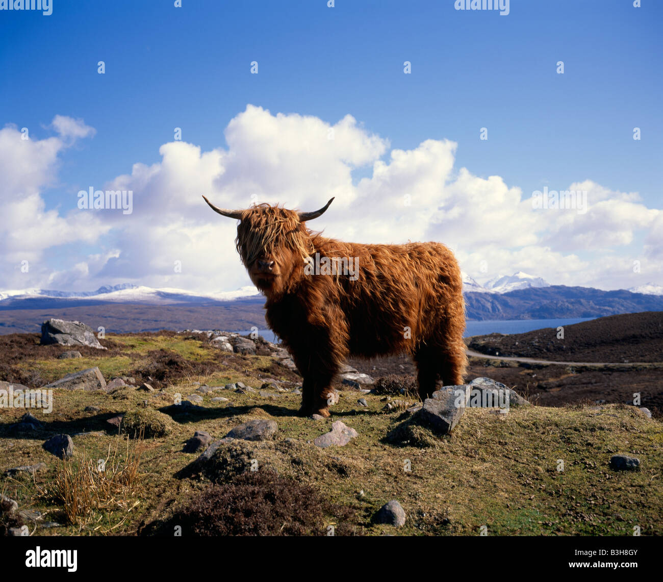 Highland Cow desde cerca de Applecross en Loch Torridon, Wester Ross, Región de tierras altas, Escocia Foto de stock