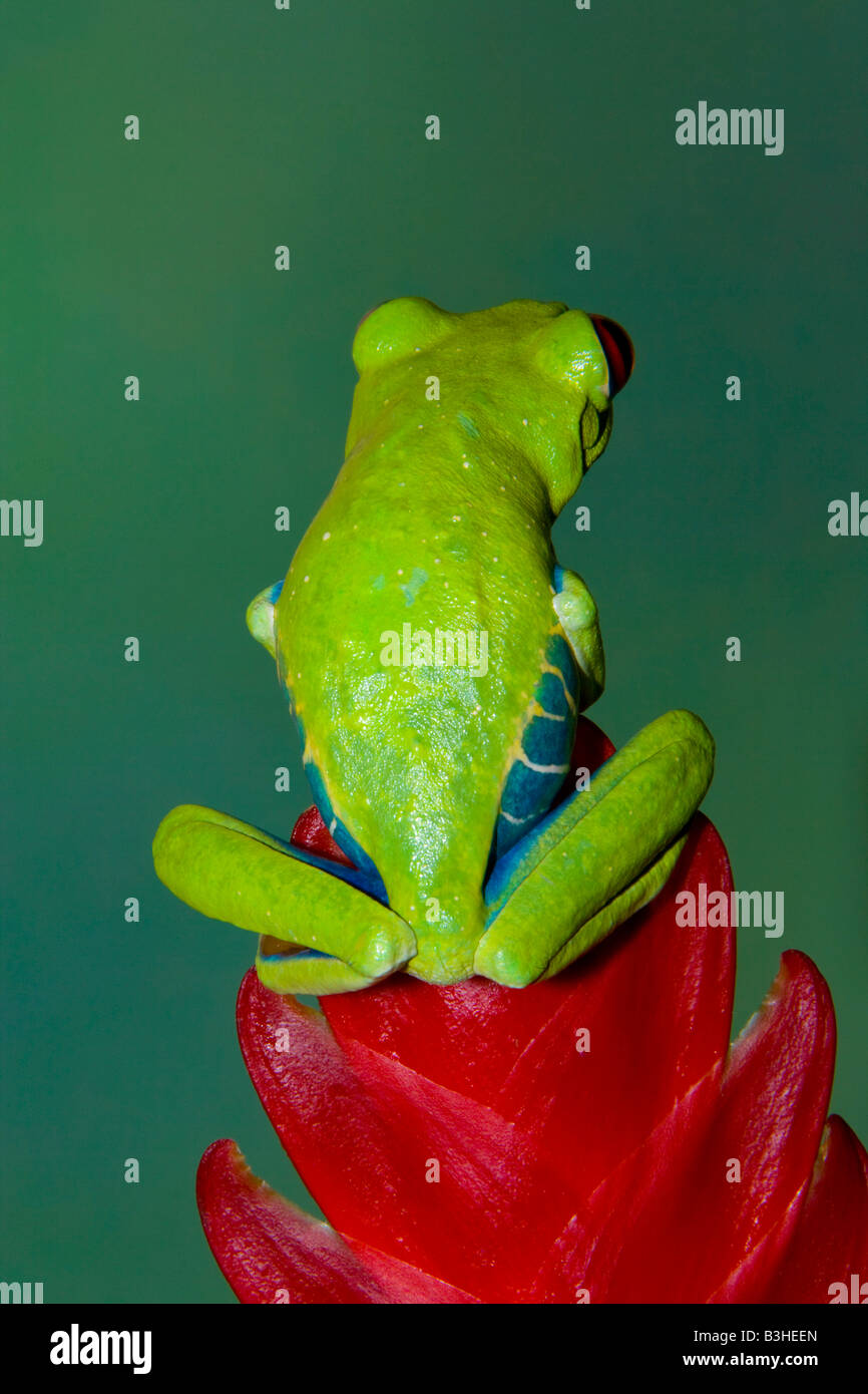 La rana arborícola de ojos rojos, Costa Rica Foto de stock