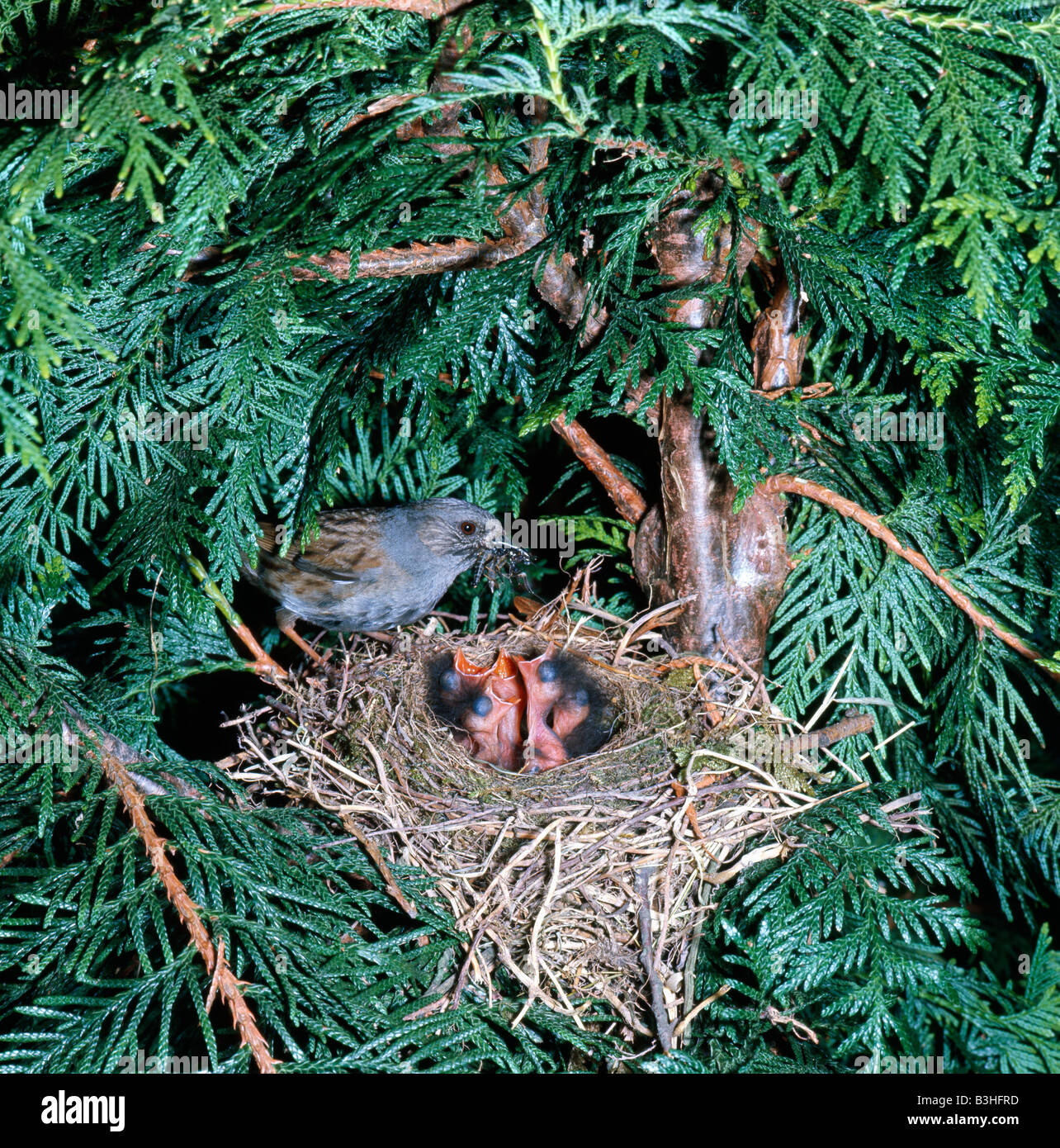Accenteur mouchet Heckenbraunelle Hedgesparrow Hedge Accentor Prunella modularis Dunnock adulto en nido alimentar los animales jóvenes Ave Foto de stock