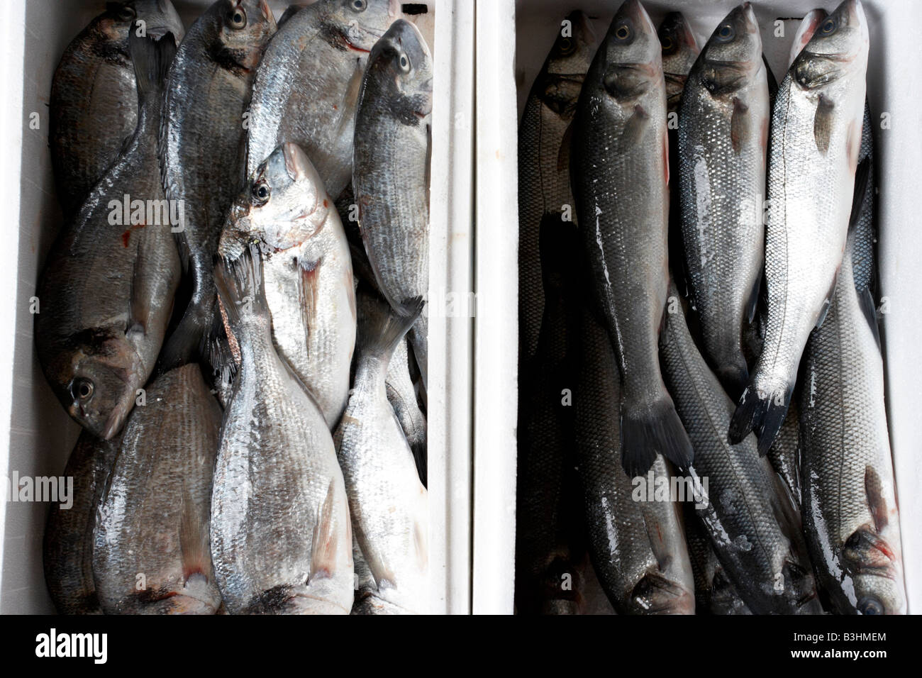 Besugo y lubina pescado en la casilla Foto de stock