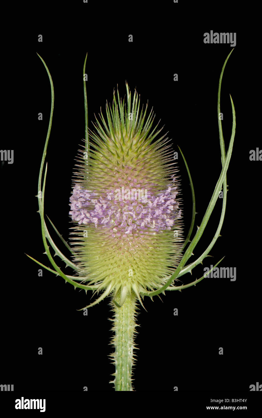 Teasel dipsacus fullonum con una sola espira de flores abiertas de espinosas flowerhead Foto de stock