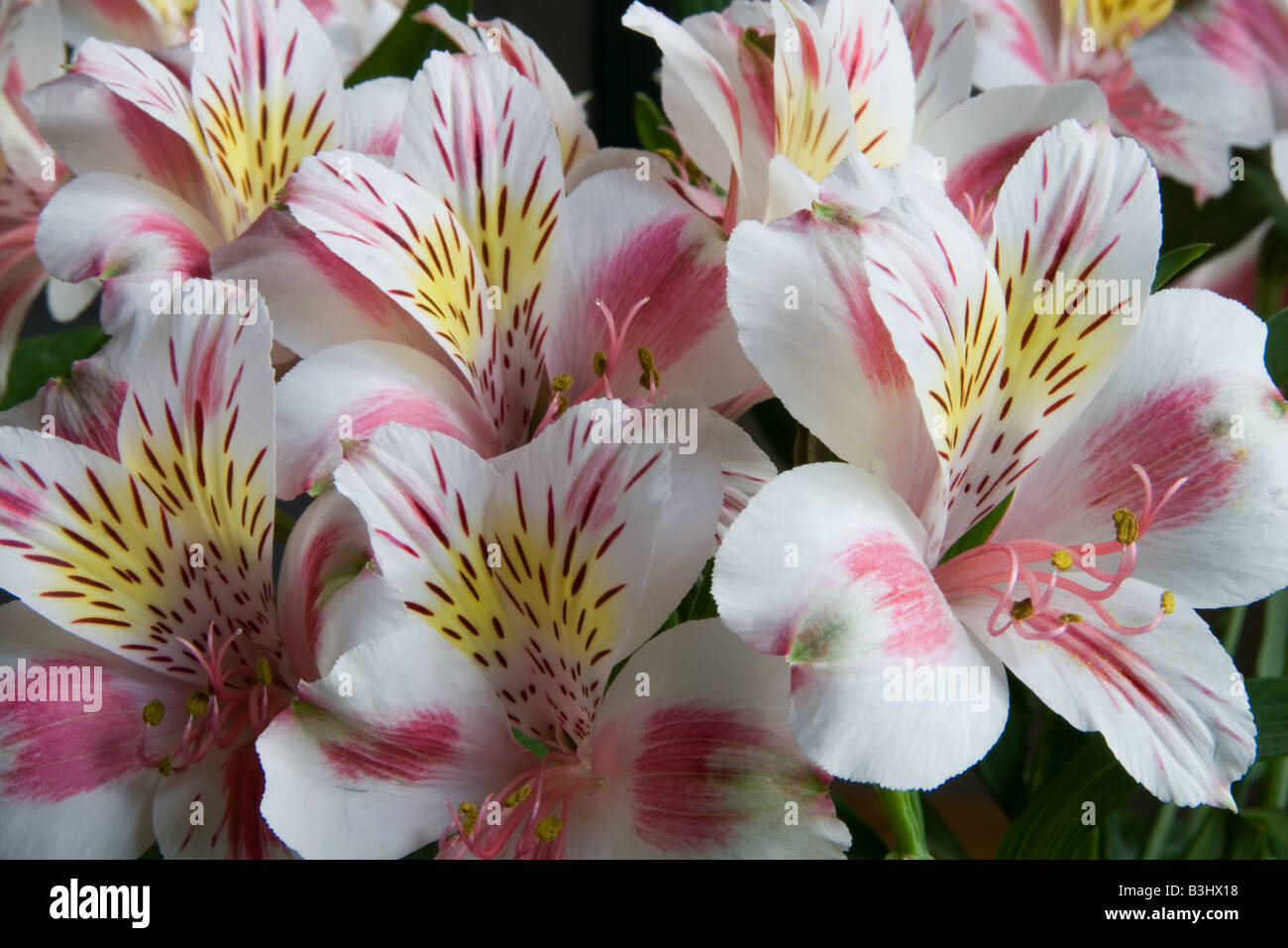 Flower inca lily fotografías e imágenes de alta resolución - Alamy