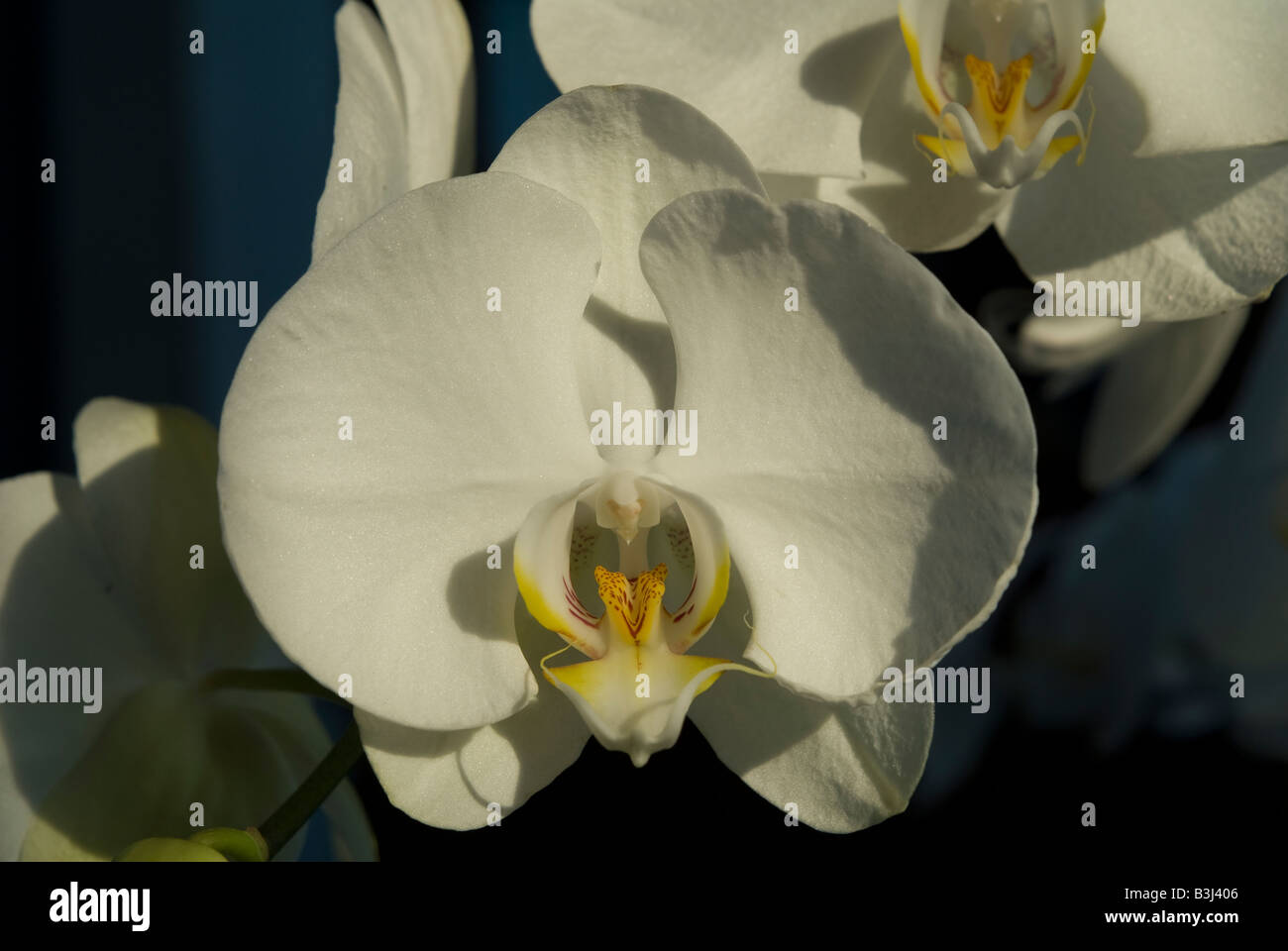 Uno de los populares flor en Indonesia y convertirse en uno de Flor Nacional Indonesio Fotografía de stock - Alamy Uno de los populares flor en Indonesia y convertirse en uno de Flor Nacional Indonesio Fotografía de stock - Alamy