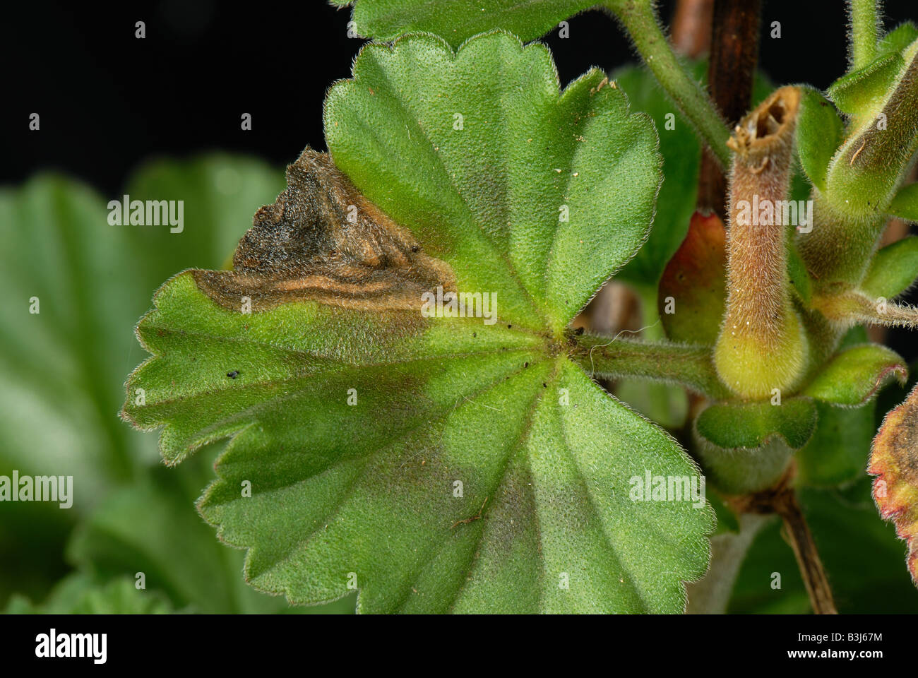 El moho gris Botrytis cinerea lesiones de necrosis y el micelio en pelargonium zonal Foto de stock