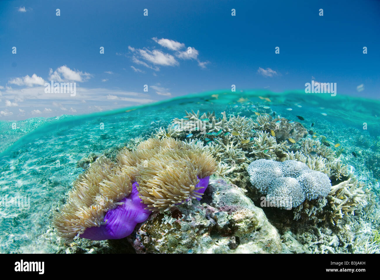 Over/under shot superficial de coloridos arrecifes de coral. Foto de stock