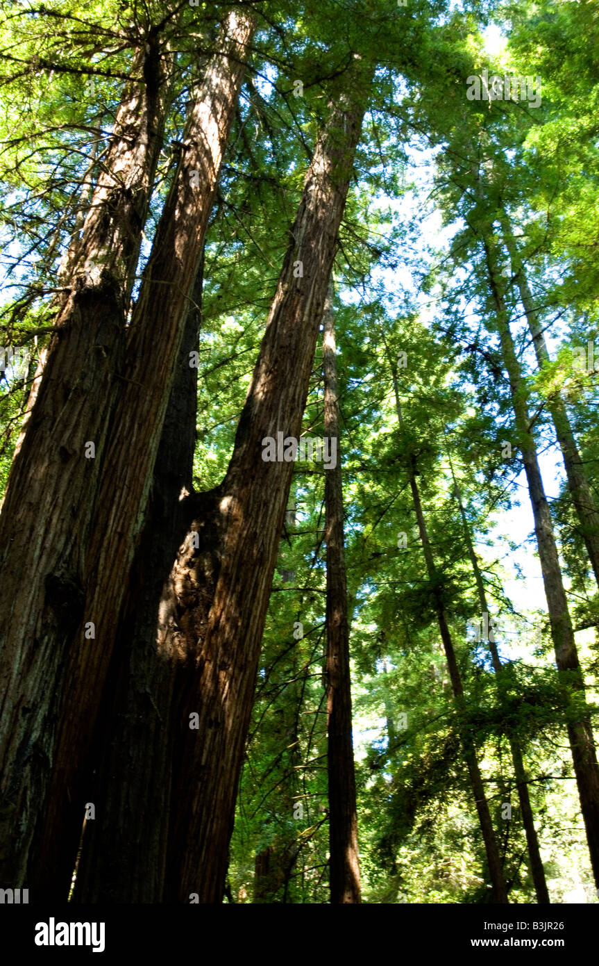 Secoyas costeras en Armstrong State Park el Norte de California Foto de stock