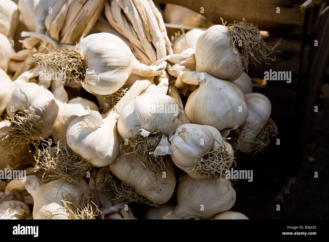 Los manojos de ajos, en venta en un mercado en Empoli Italia Fotografía de  stock - Alamy