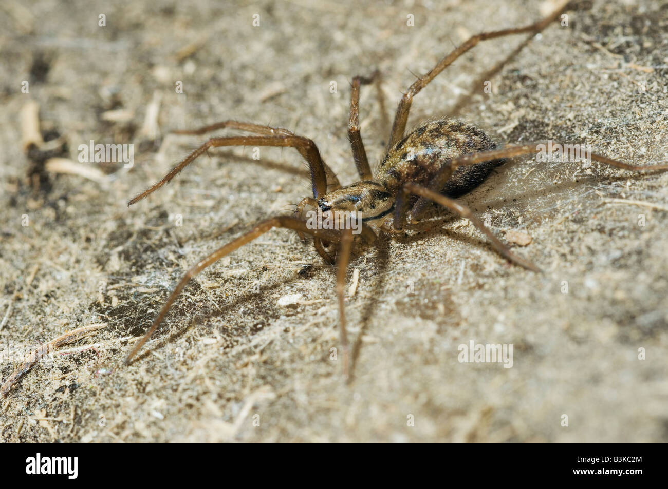 Casa araña Tegenaria domestica en Gran Bretaña web Foto de stock