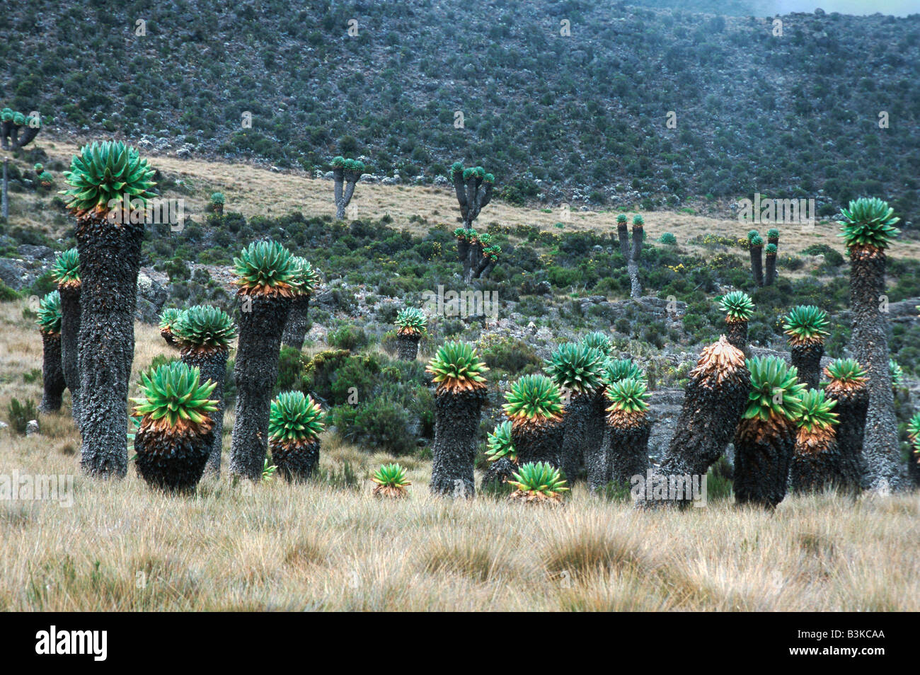 Giant Groundsel Senecio brassica Monte Kilimanjaro Tanzania África Foto de stock