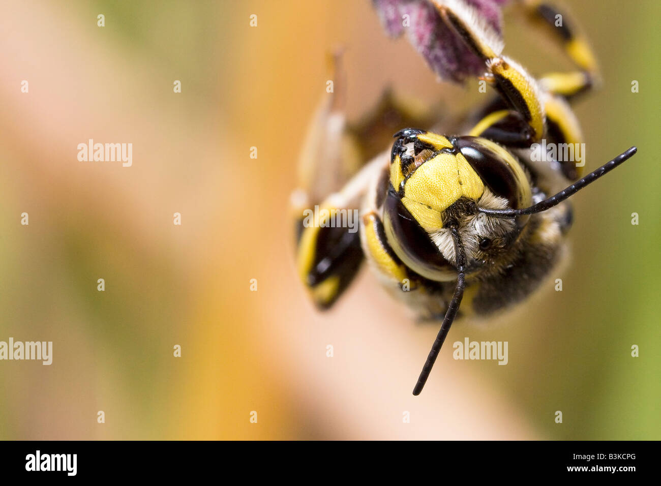 Abeja Foto de stock