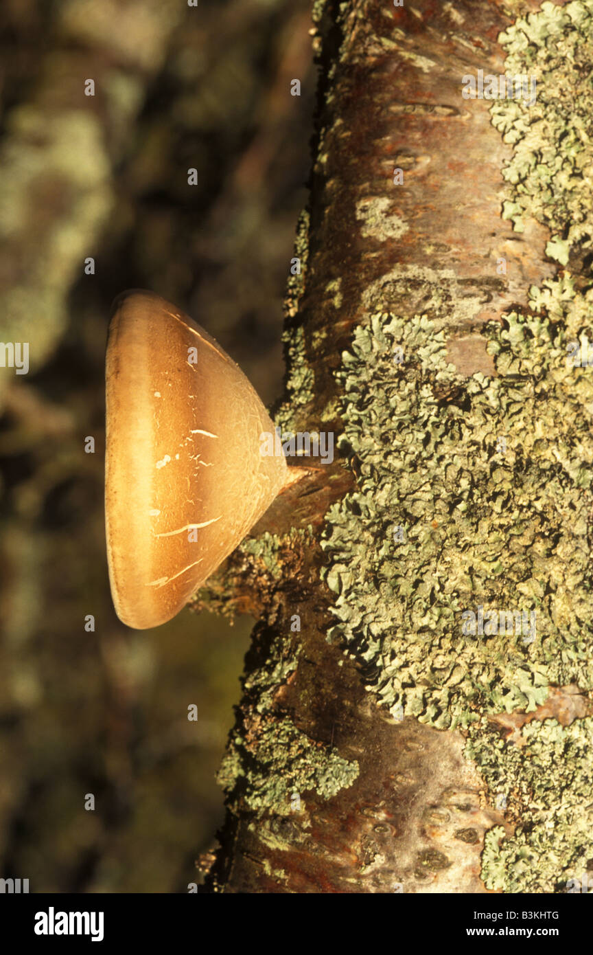 Soporte de cuerpo de fructificación del hongo en un árbol Foto de stock