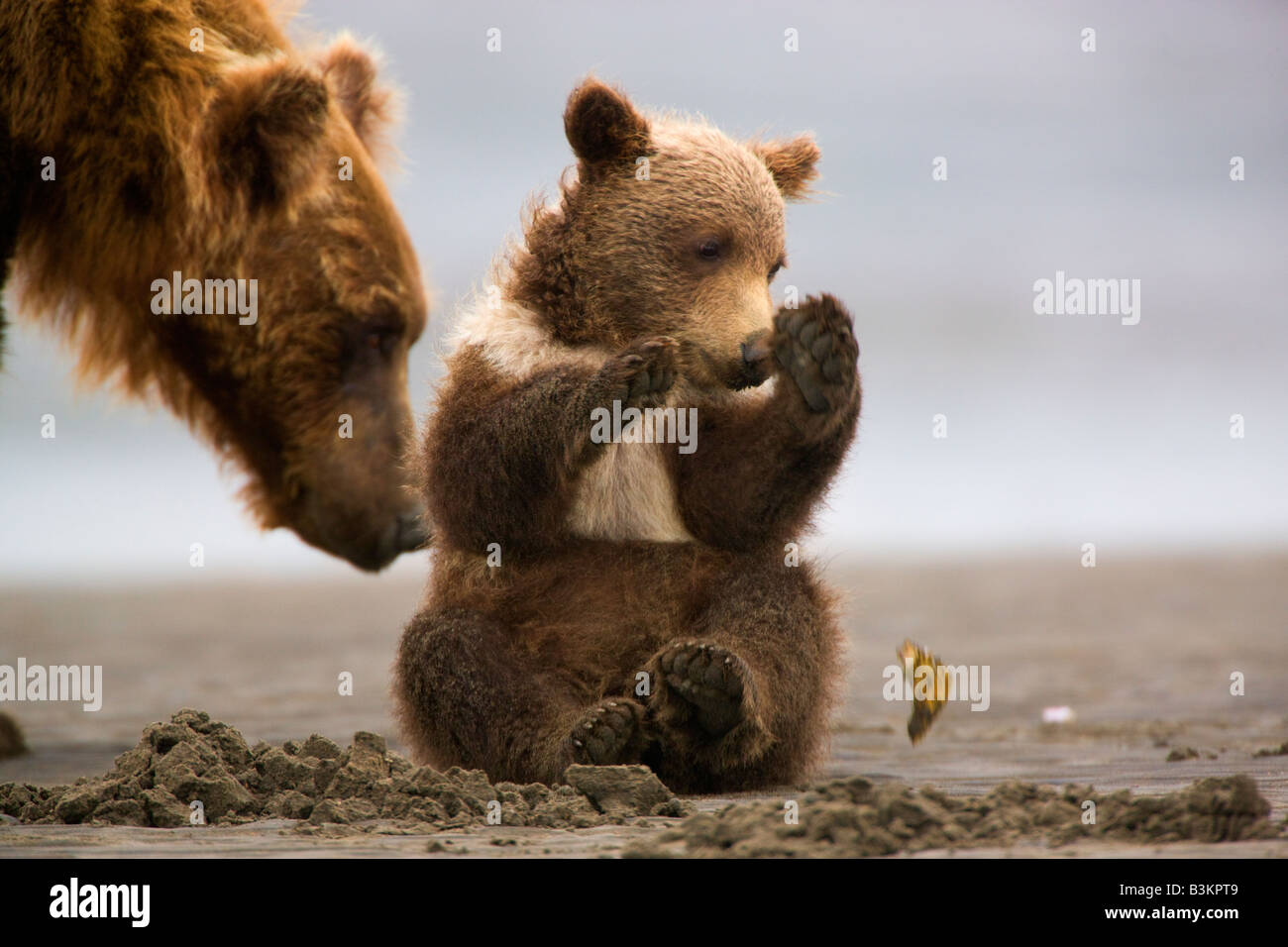 Un oso grizzly siembre con cub Lake Clark National Park Alaska Foto de stock