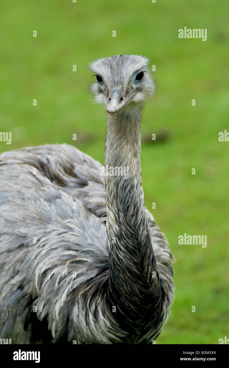 No voladora Rhea de América del Sur Foto de stock