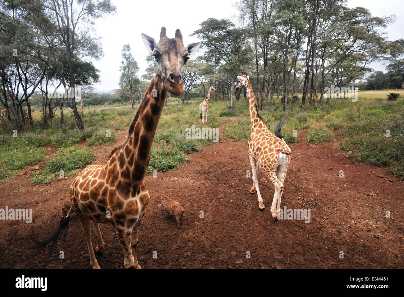 Girafas Rothschild en el Giraffe Center en Langata Nairobi Kenya 30 6 2008 Foto de stock