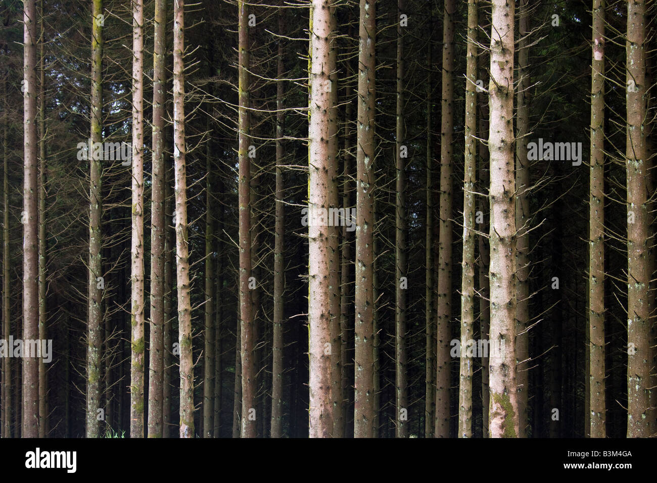 Pinos en un bosque de coníferas en el norte de Escocia. Foto de stock