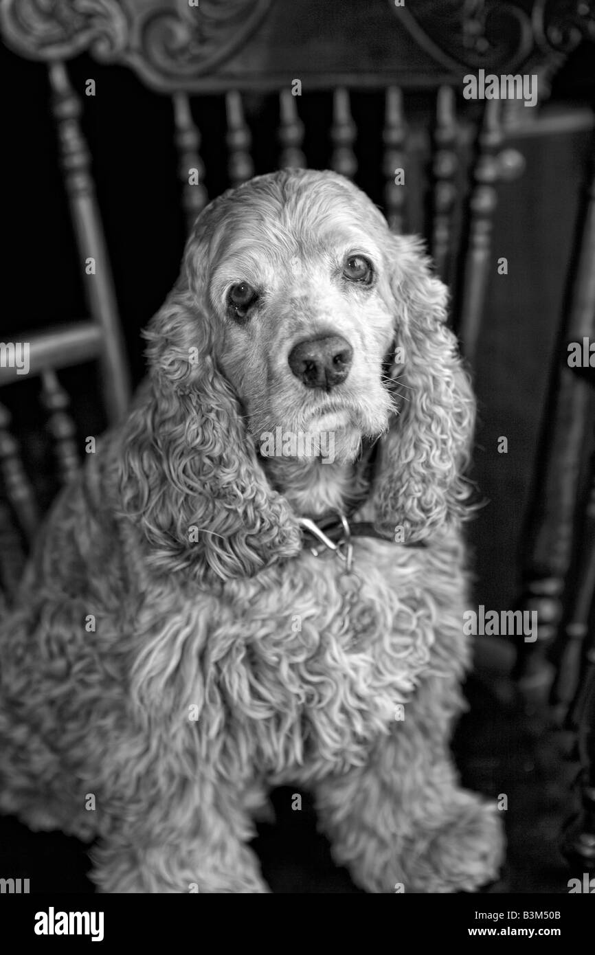 Vintage Cocker Spaniel blanco y negro en la antigua presidencia
