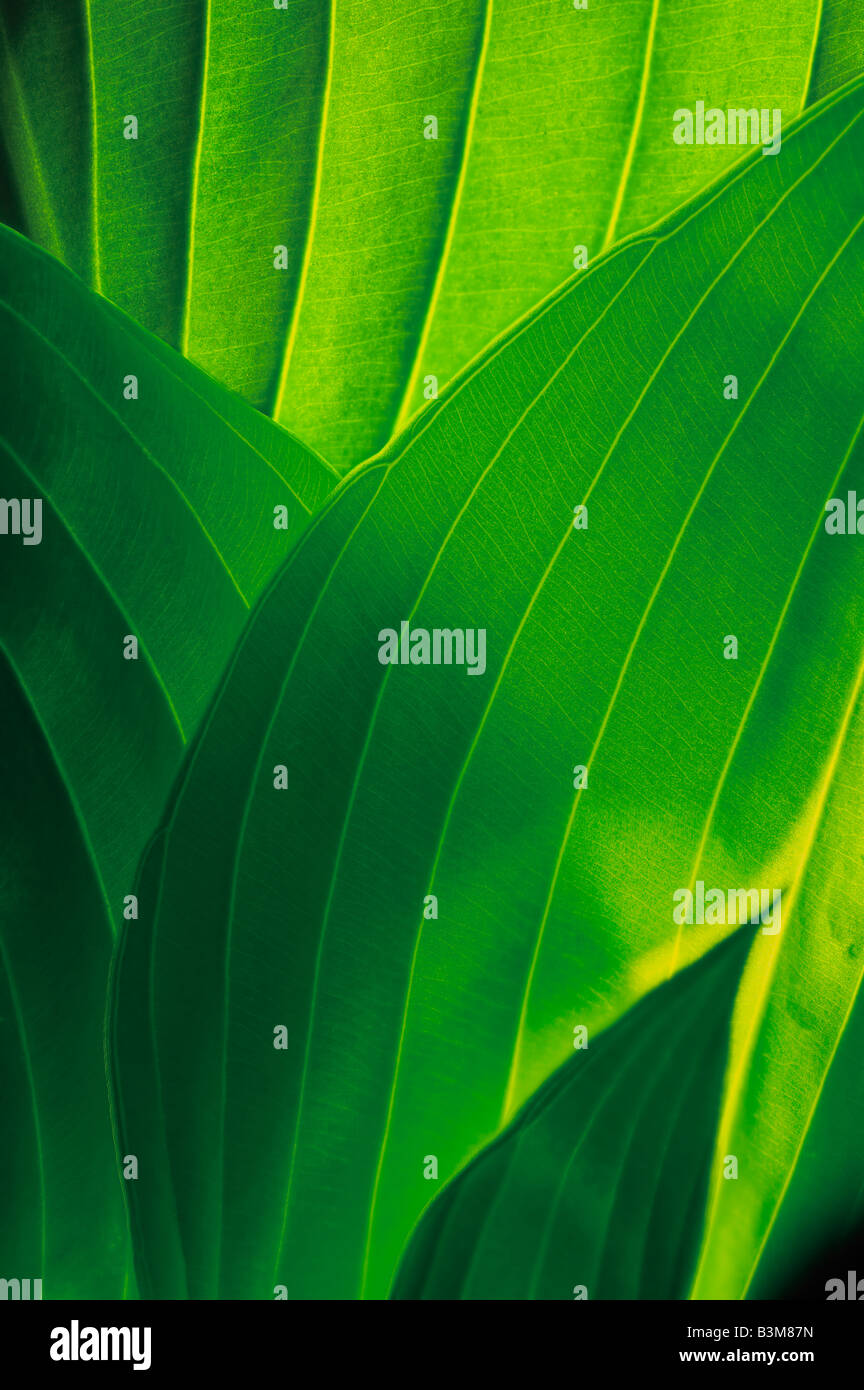 Planta Hostas hojas curvas de detalle que la luz brilla a través de las hojas Foto de stock
