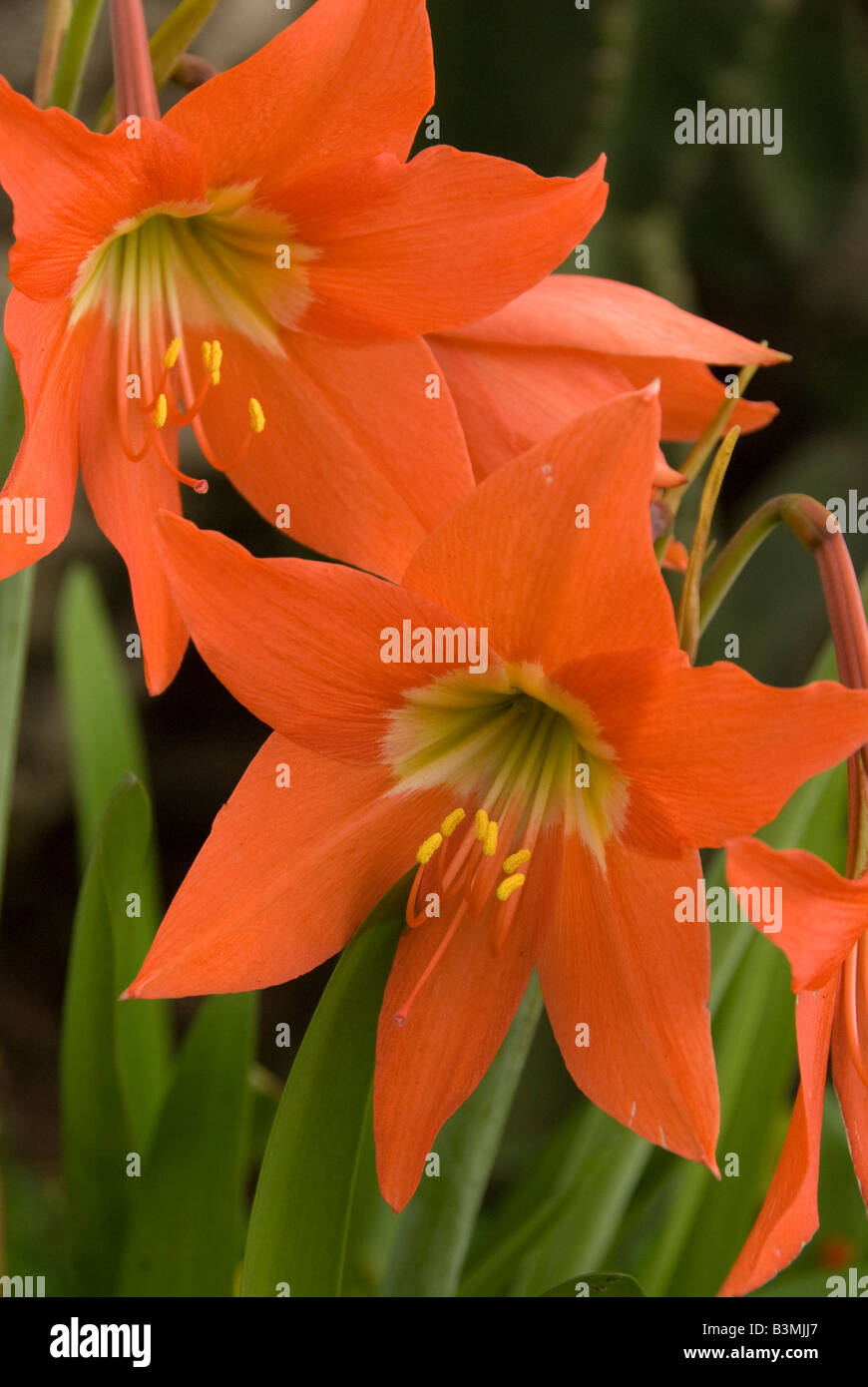 Lirios en un jardín fotografías e imágenes de alta resolución - Alamy