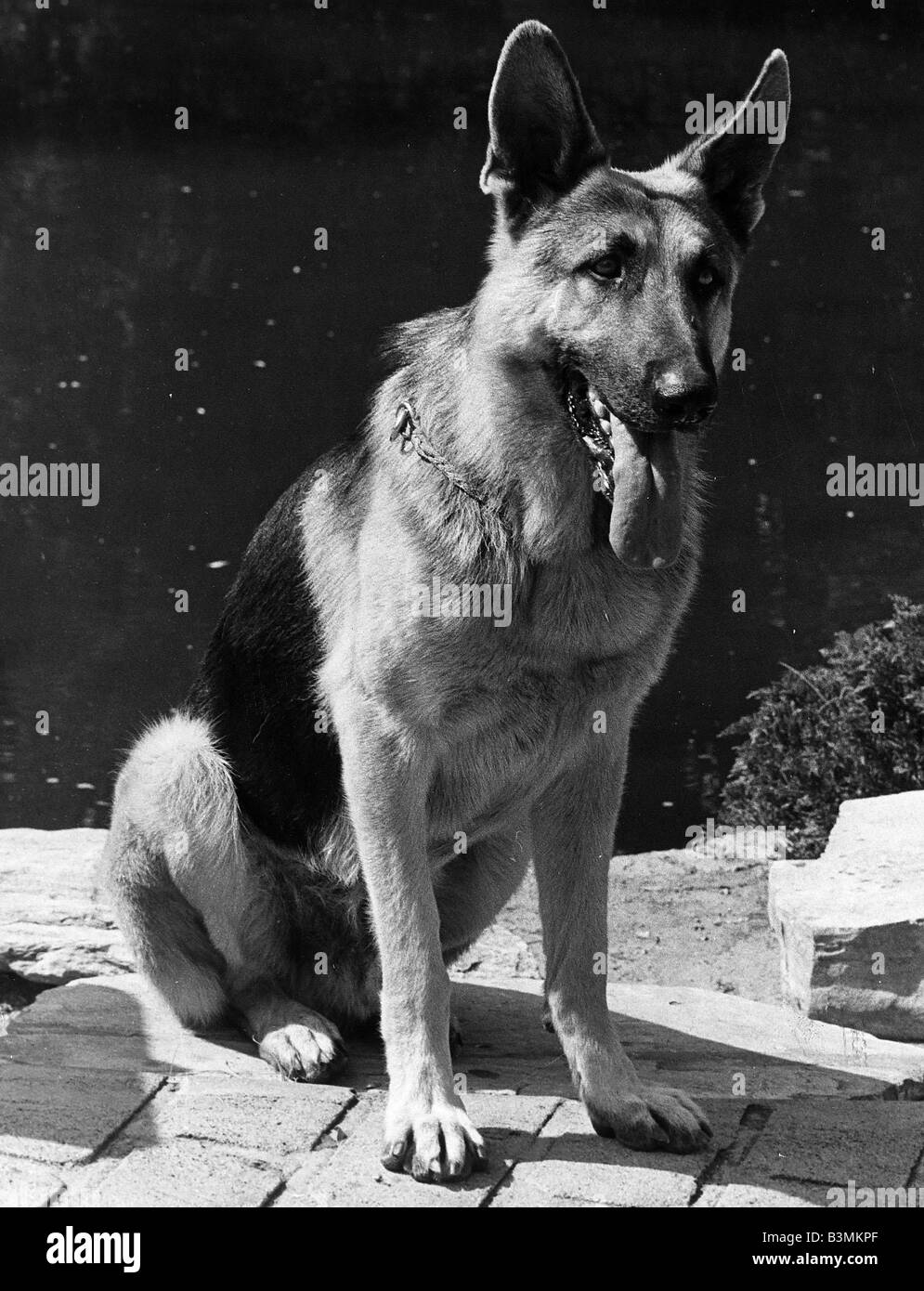 El perro biónico Bracken como Max de la Mujer Biónica 1977 programa de TV  Fotografía de stock - Alamy