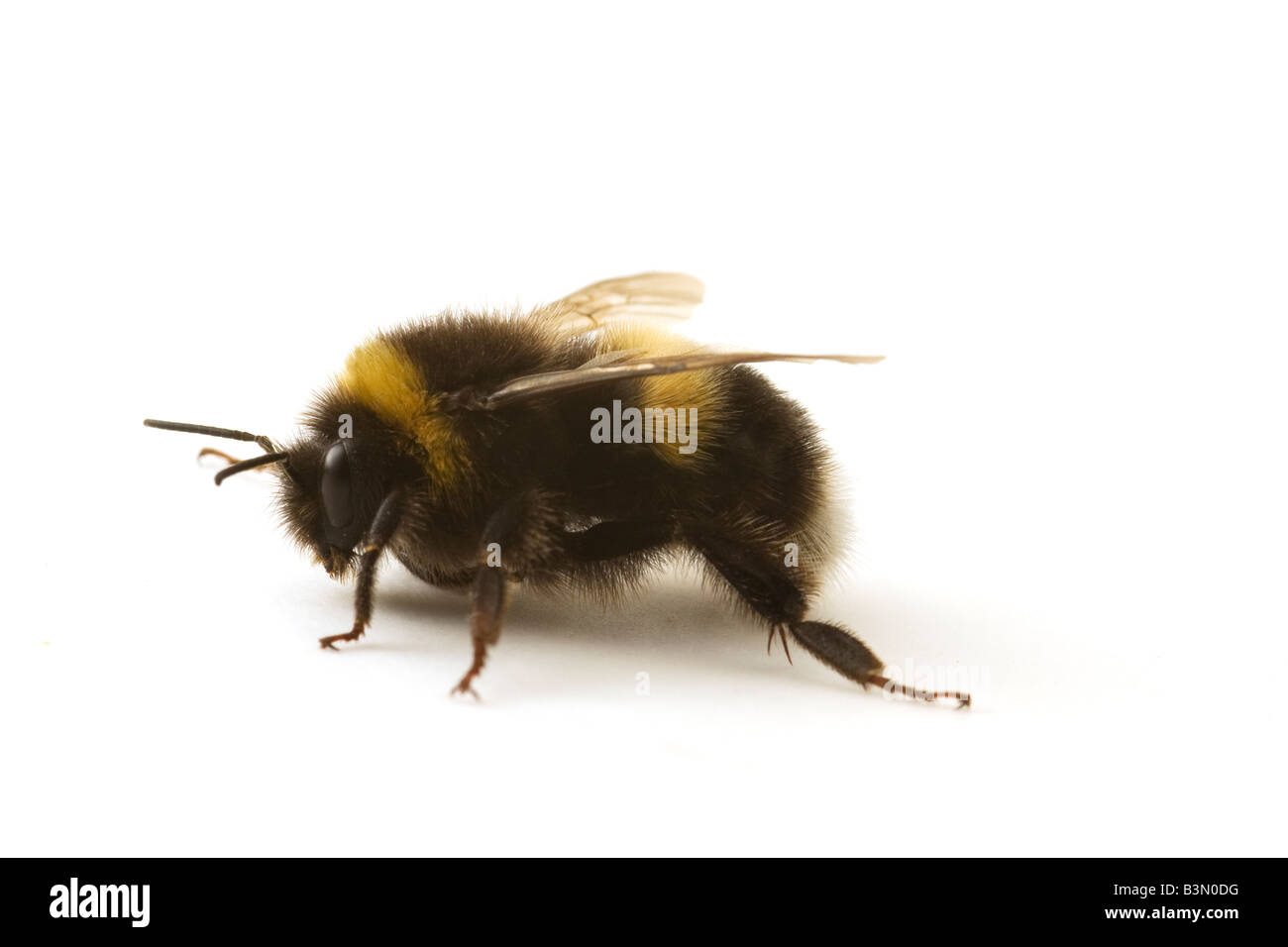 Foto de estudio de un abejorro, Bombus terrestris Foto de stock