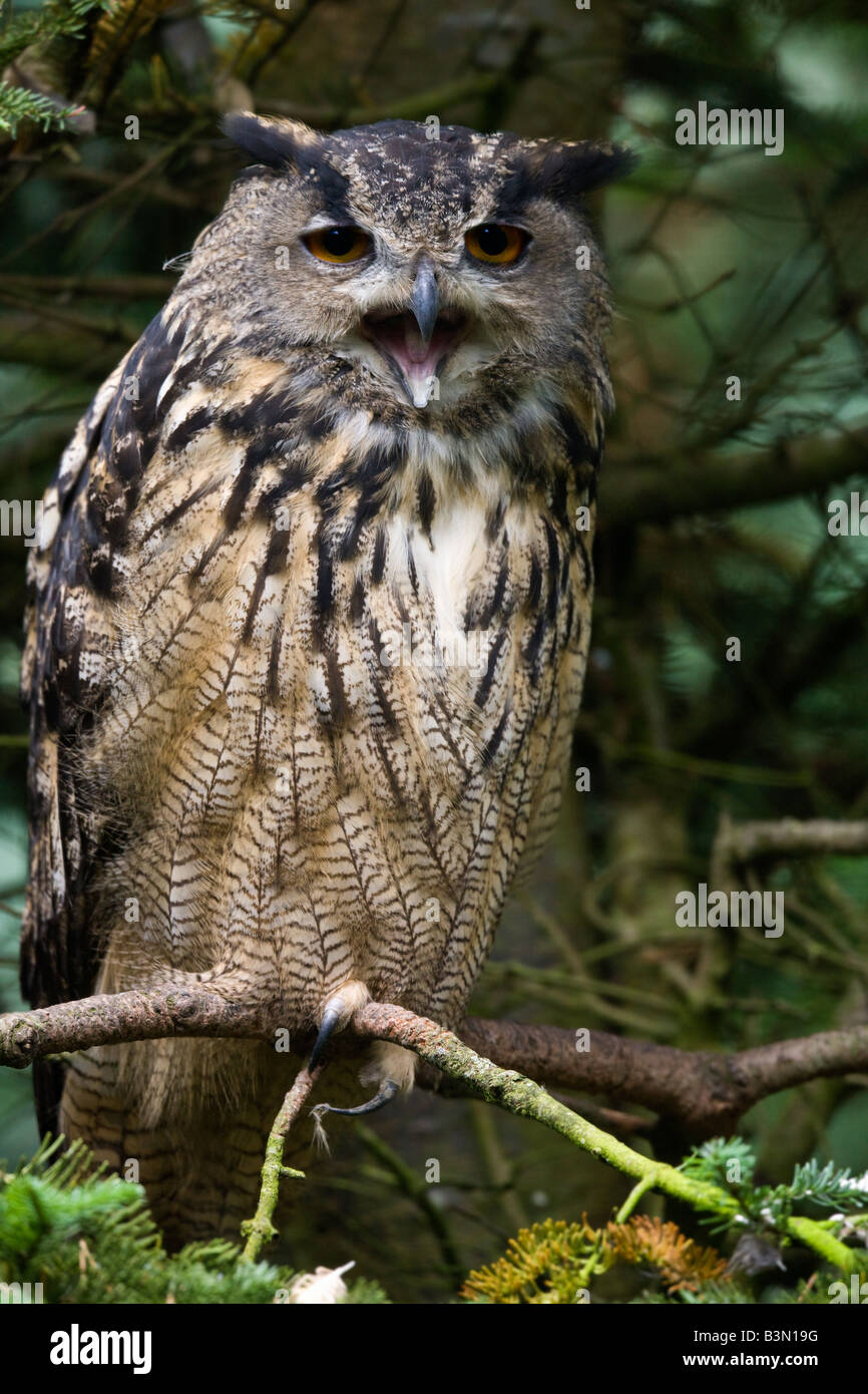 Euroasiática de Búho Real (Bubo bubo). Un poderoso y voraz depredador