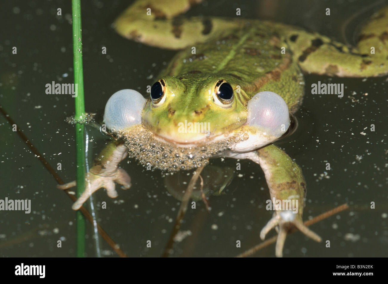 Rana Rana esculenta macho comestibles en agua llamando Suiza Foto de stock
