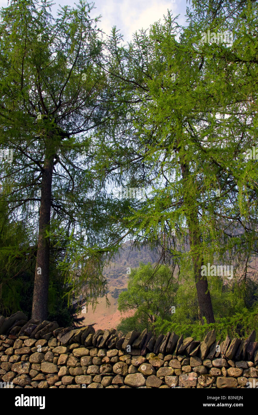 Lakeland verano árboles con muro de piedra de sol y cielo azul Foto de stock