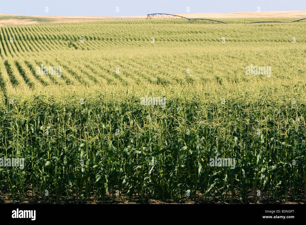 Cosecha de maíz cerca de Pasco Washington Foto de stock