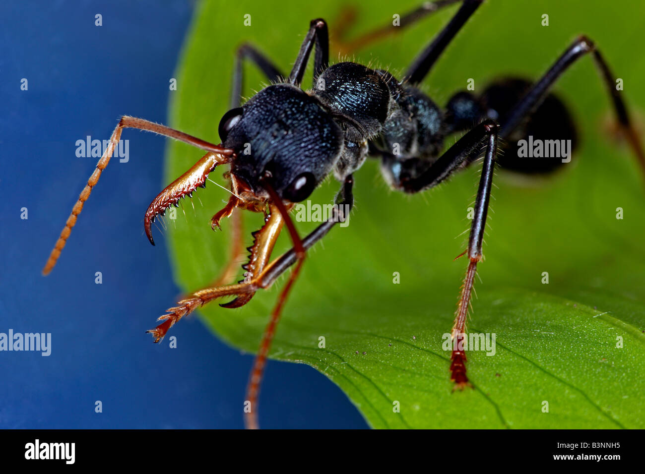 Bulldog ant (género Myrmecia) o bullant o bull ant, New South Wales, Australia. Foto de stock