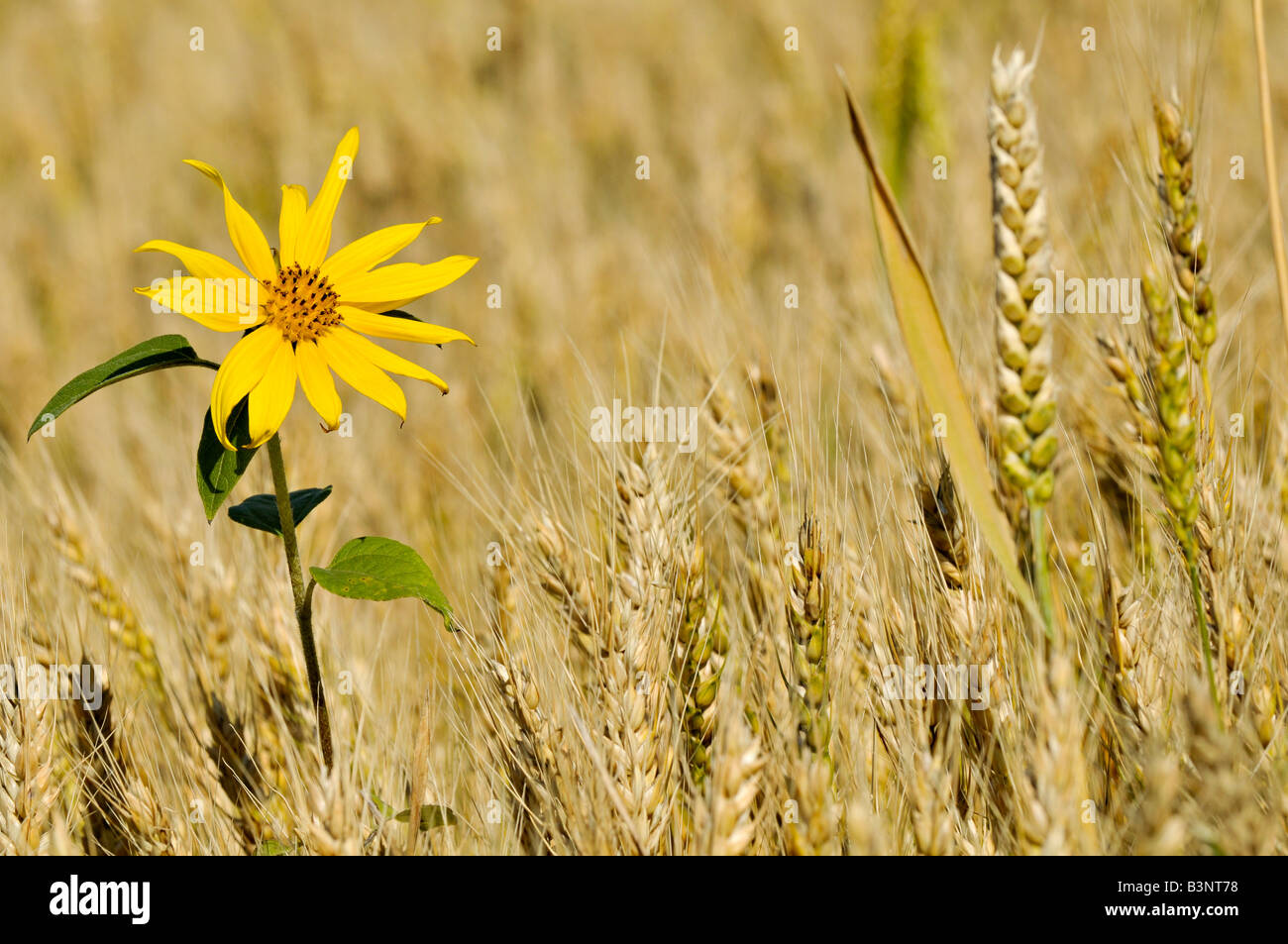 Un girasol en un campo de trigo Foto de stock