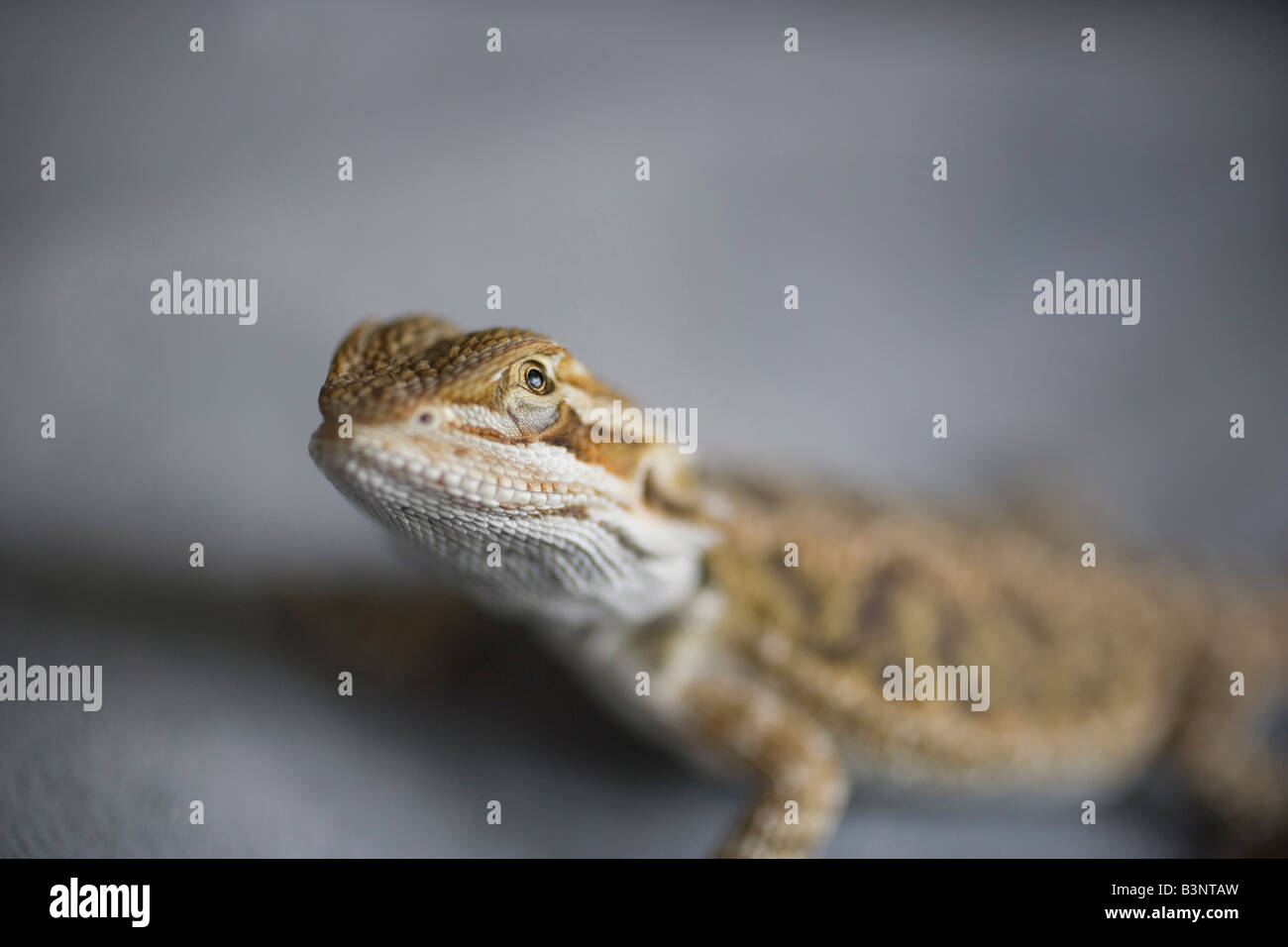 Dragon Barbudo Bebe Fotos E Imagenes De Stock Alamy